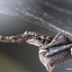 Illustration for article titled This Spider Catches Prey With a Web of Electrically Charged Silk